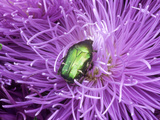 Rose Chafer (Cetonia Aurata) Green Beetle on Chrysanthemum Flower