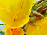 Oenothera Fruticosa Youngii (Evening Primrose)