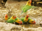 Fishers Lovebirds  Tanzania  Africa