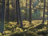 Abernethy Forest Rspb Reserve  Scotland