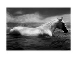 White Horse Swimming