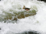 Rainbow Trout  Jumping Falls When Swimming Upriver to Return to Spawning Area  Willoughby River
