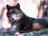 Eastern Timber Wolf (Canis Lupus)