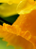 Narcissus (Daffodil)  Close-up of Yellow Flower with Water Drops