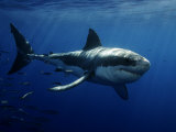Great White Shark  Guadalupe Island  Mexico