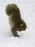 Japanese Macaques or Snow Monkeys  Honshu  Japan