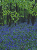 Bluebells  En Masse in Beech Woodland  UK