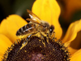Honey Bee  Worker Bee on Flower  UK
