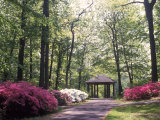 Azalea Way  Botanical Gardens  Bronx  NY
