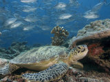 Green Sea Turtle  with Bigeye Jacks  Sipidan  Malaysia