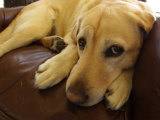 Dog Lying Down