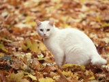 White Cat in Autumn Leaves