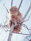 Cat Up in a Tree