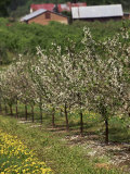 Spring in Apple Orchard  Lublin Upland  Malopolska