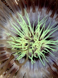 Sea Anemone  Komodo  Indonesia