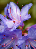 Rhododendron Blue Tit  Close-up of Blue Flowers