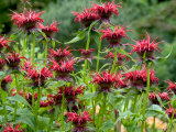 Monarda (Squaw)