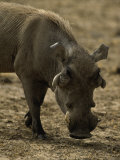 Warthog  Phacochoerus Aethiopicus
