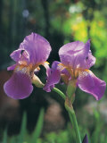 Purple Irises