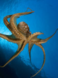 Day Octopus  Hawaii