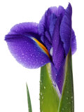 Iris (Blue Magic) Close-up of Opening Flower out of White Background