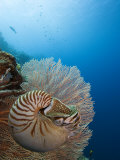 Chambered Nautilus  Palau  Micronesia
