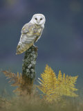 Barn Owl  Adult Perched on Stump  Scotland