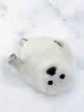 Harp Seal  Pup in Favorite Position on Its Back on Ice Pack  Nova Scotia  Canada