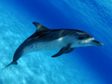 Atlantic Spotted Dolphin  Bahamas