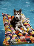 Dog Floating on Raft in Swimming Pool