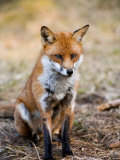 Red Fox  Sitting in Pine Needles  Lancashire  UK
