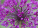 Allium Species  Scotland
