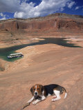 Beagle Dog at Lake Powell  UT