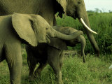 Elephants  Calves Playing  Kenya