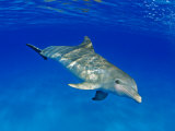 Atlantic Bottlenose Dolphin  Bahamas