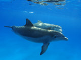 Atlantic Bottlenose Dolphin  Bahamas