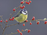 Blue Tit  Perched on Red Cotoneaster Berries  Scotland