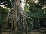 Ta Prohm  400-year-old Tree  Cambodia