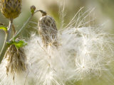 Thistle Seedheads in Autumn