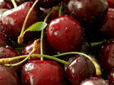 Cherry  Close-up of Red Fruits with Stalks and Covered in Water Drops