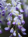 Wisteria Sinensis (Chinese Wisteria)  Close-up