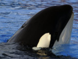 Killer Whales  California  USA