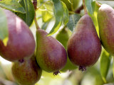 Pear (Pyrus Glou Morceau)  Close-up of Purple Fruits Growing on the Tree