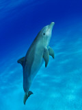 Atlantic Bottlenose Dolphin  Bahamas