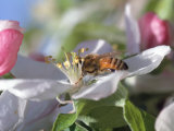 Bee on Apple Blossoms
