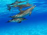 Atlantic Spotted Dolphin  Bahamas