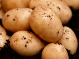 Baby New Carlingford Potato  Close-up of Potatoes on Soil