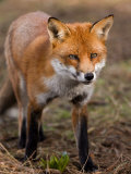 Red Fox  Head on Full-Body Portrait  Lancashire  UK