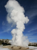 Female Elk by Old Faithful Geyser  Yellowstone National Park