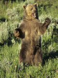 Grizzly Bear Bear Standing  USA